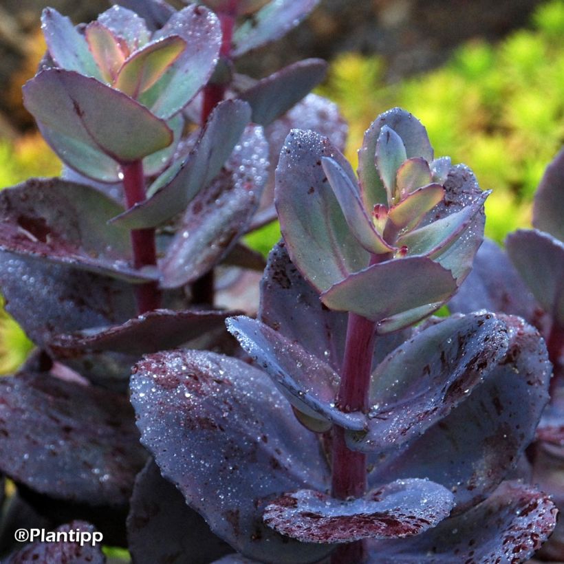 Sedum Sunsparkler Blue Pearl (Folhagem)