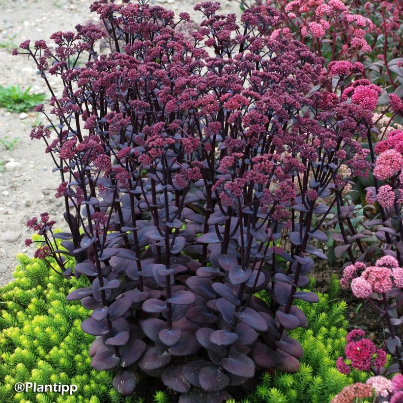 Sedum Sunsparkler Blue Pearl (Hábito)