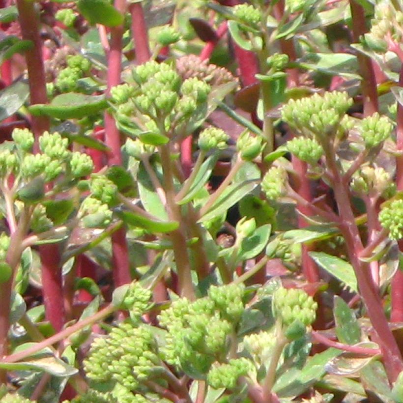 Sedum spectabile Carl (Folhagem)