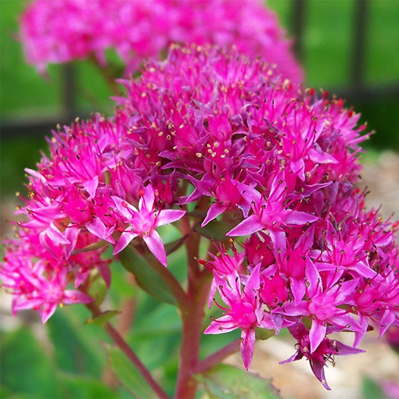 Sedum spectabile Carl (Floração)