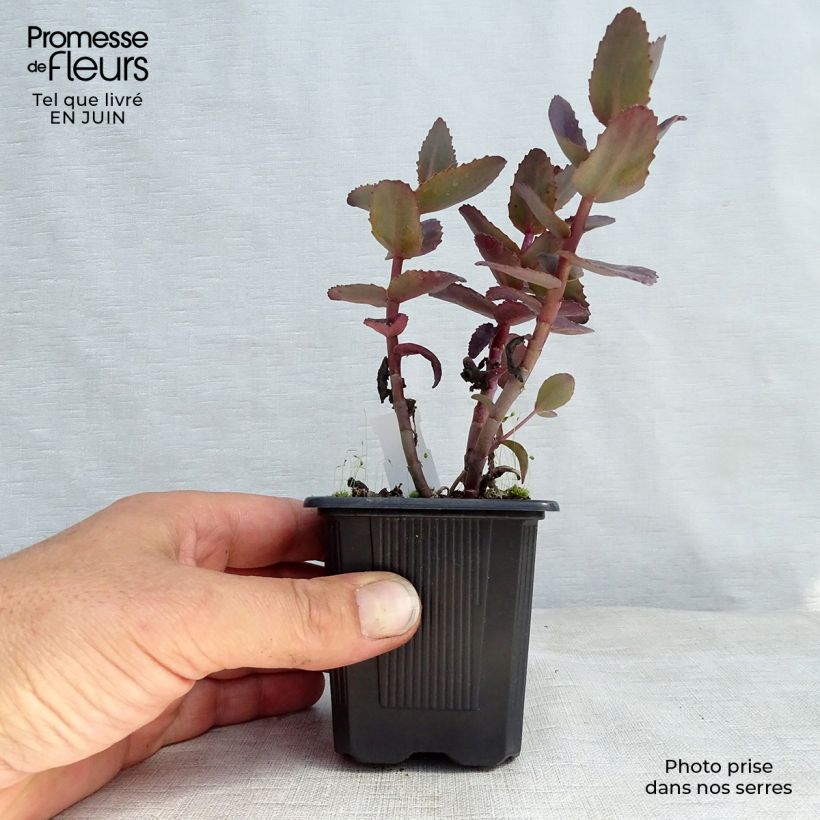 Amostra de Sedum telephium Chocolate Cherry Vaso de 8/9 cm tal como entregue no verão