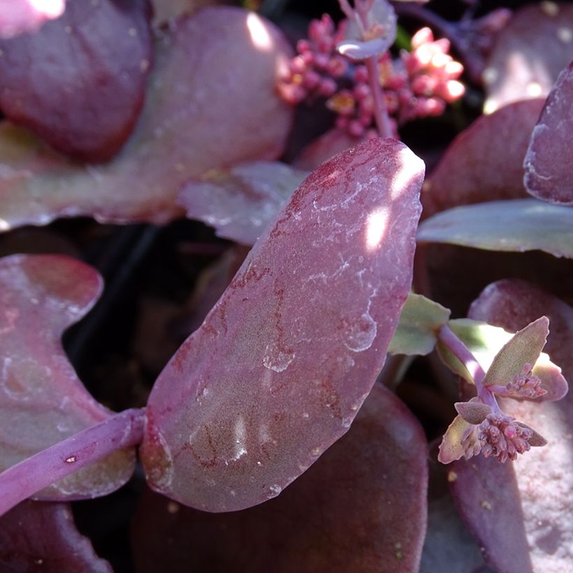 Sedum telephium Chocolate Cherry (Folhagem)