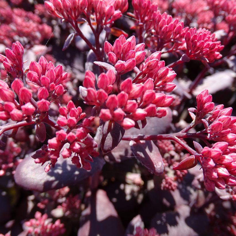 Sedum telephium Chocolate Cherry (Floração)