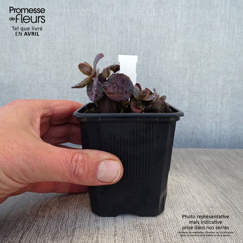 Amostra de Sedum telephium Chocolate Cherry Vaso de 8/9 cm tal como entregue na primavera