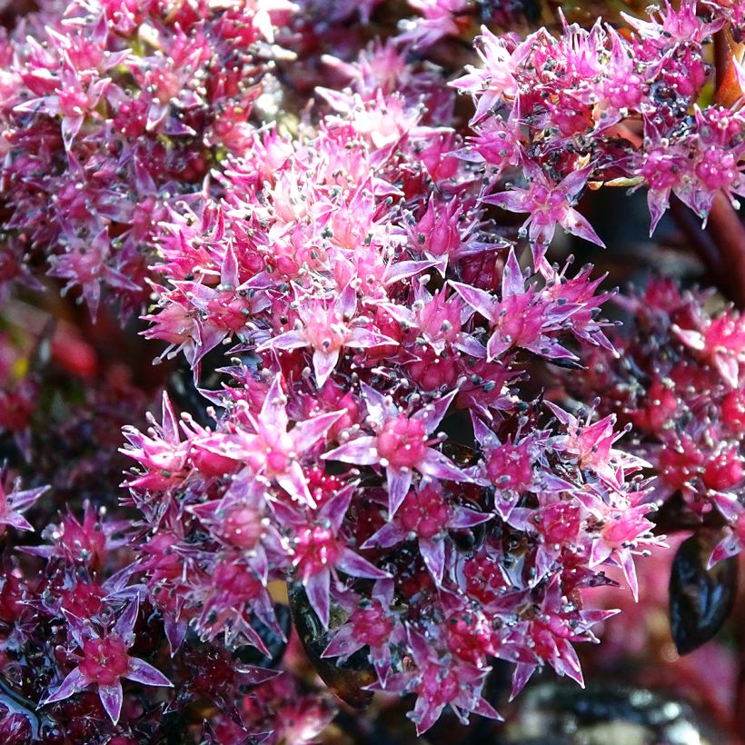 Sedum Chocolate (Floração)