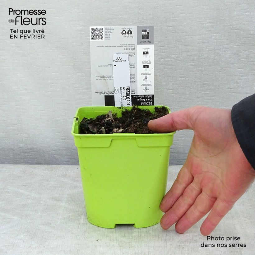 Amostra de Sedum Dark Magic Pot de 2L/3L tal como entregue no inverno