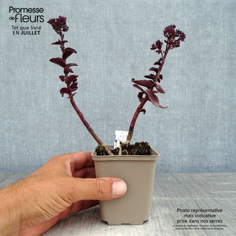 Amostra de Sedum telephium Dark Magic Vaso de 8/9 cm tal como entregue no verão