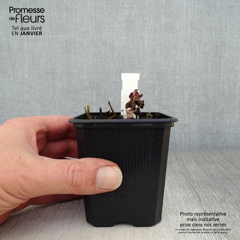 Amostra de Sedum Dark Magic Godet de 8/9 cm tal como entregue no inverno