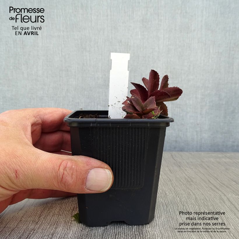 Amostra de Sedum telephium Dark Magic Vaso de 8/9 cm tal como entregue na primavera