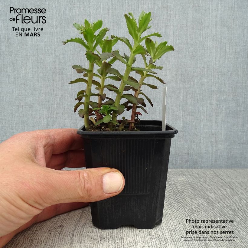 Amostra de Sedum telephium Double Martini Vaso de 8/9 cm tal como entregue na primavera
