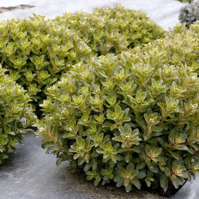Sedum telephium Double Martini (Folhagem)