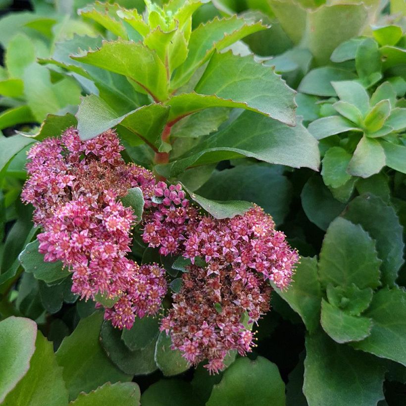Sedum telephium Double Martini (Floração)