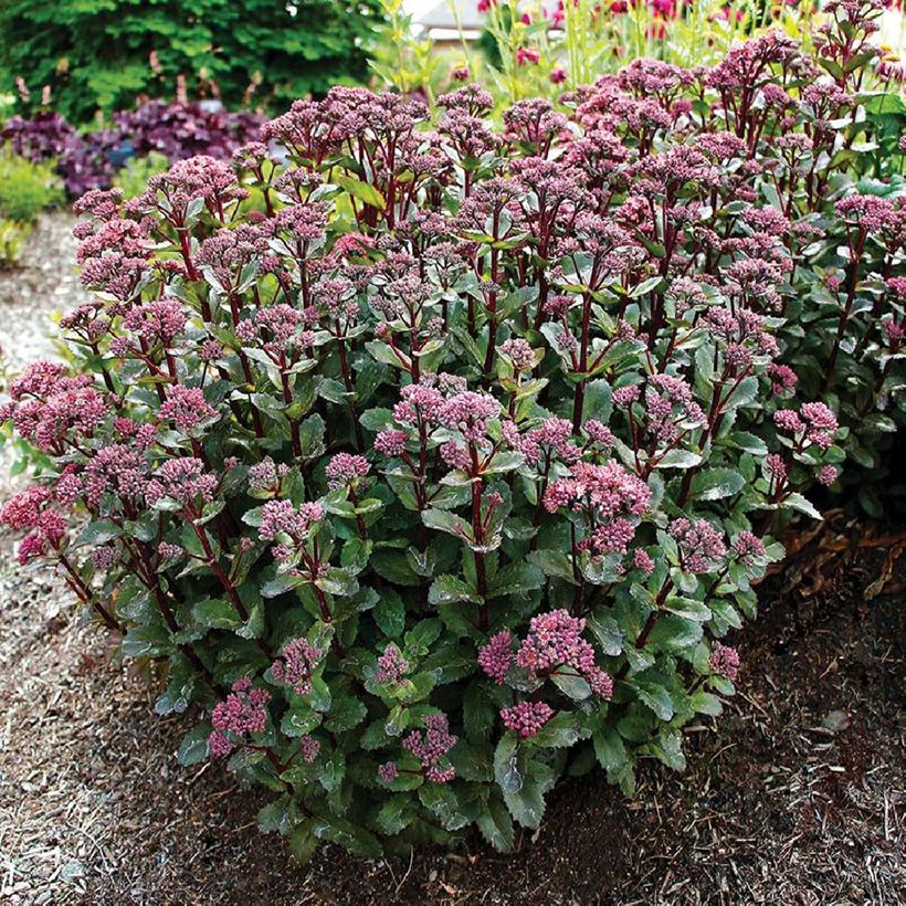 Sedum telephium Double Martini (Hábito)