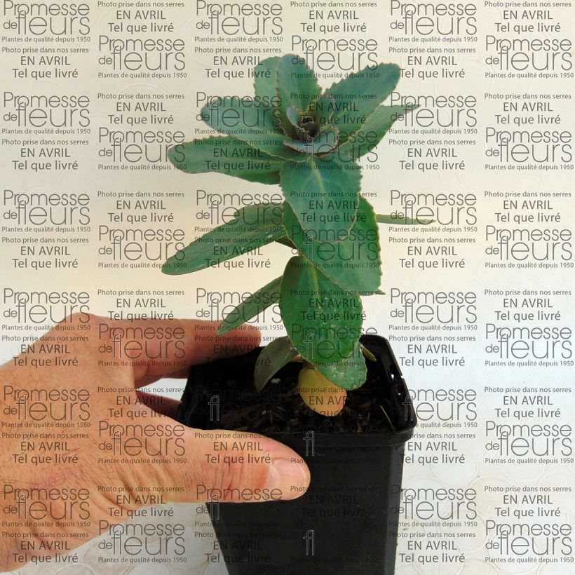 Exemplo de amostra de Sedum Eline - Orpin  Vaso de 8/9 cm tal como entregue