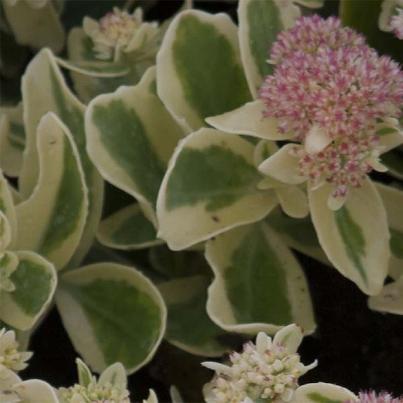 Sedum spectabile Frosted Fire (Folhagem)