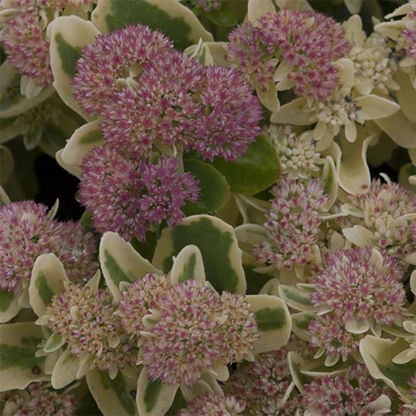 Sedum spectabile Frosted Fire (Floração)