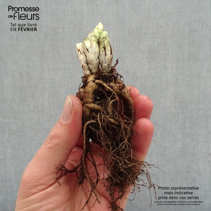 Amostra de Sedum Frosted Fire - Orpin d'automne. Petites Racines nues tal como entregue no inverno