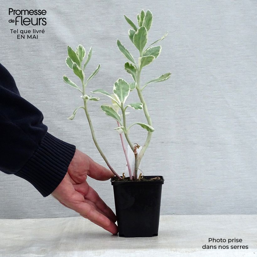 Amostra de Sedum Frosty Morn Vaso de 8/9 cm tal como entregue na primavera