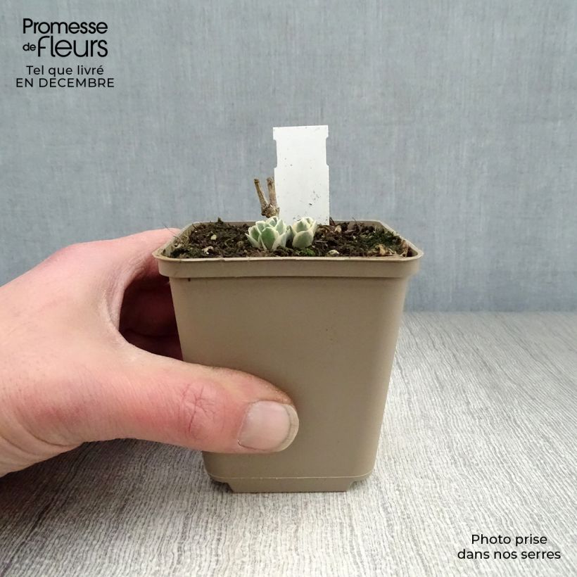 Amostra de Sedum Frosty Morn Vaso de 8/9 cm tal como entregue no inverno