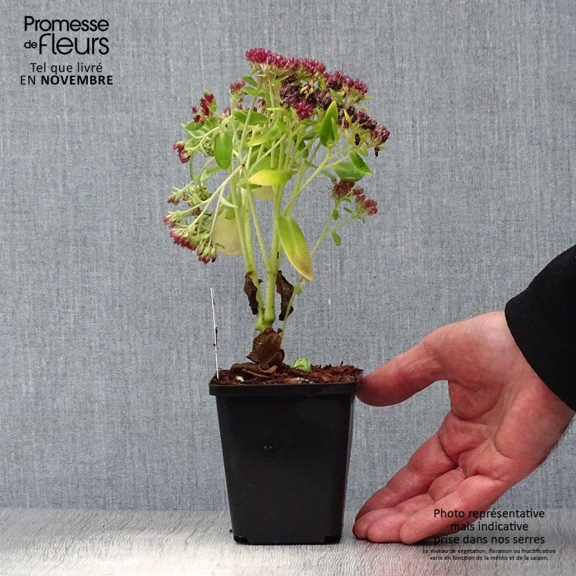 Amostra de Sedum Herbstfreude (Autumn Joy) Vaso de 8/9 cm tal como entregue no outono
