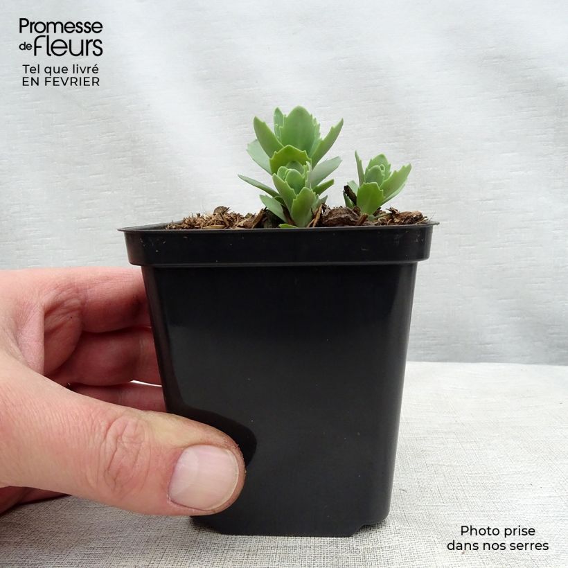 Amostra de Sedum Herbstfreude (Autumn Joy) Vaso de 8/9 cm tal como entregue no inverno