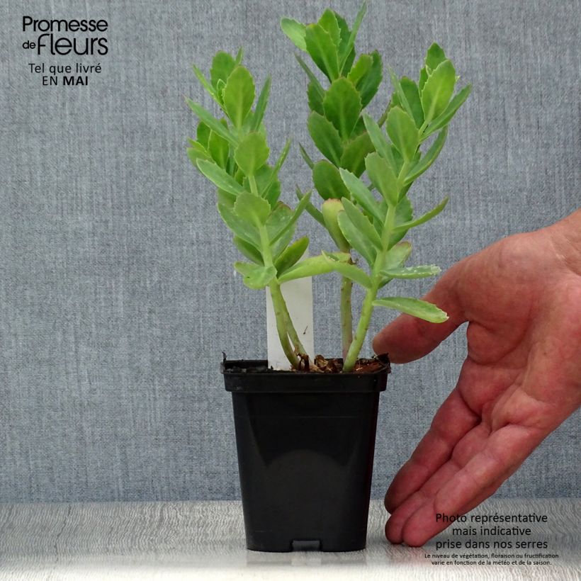 Amostra de Sedum Herbstfreude (Autumn Joy) Vaso de 8/9 cm tal como entregue na primavera