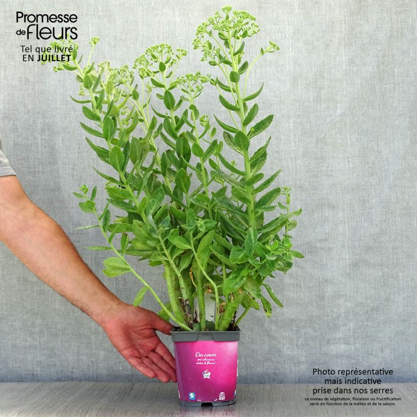 Amostra de Sedum Herbstfreude (Autumn Joy) Vaso de 2 L/3 L tal como entregue no verão