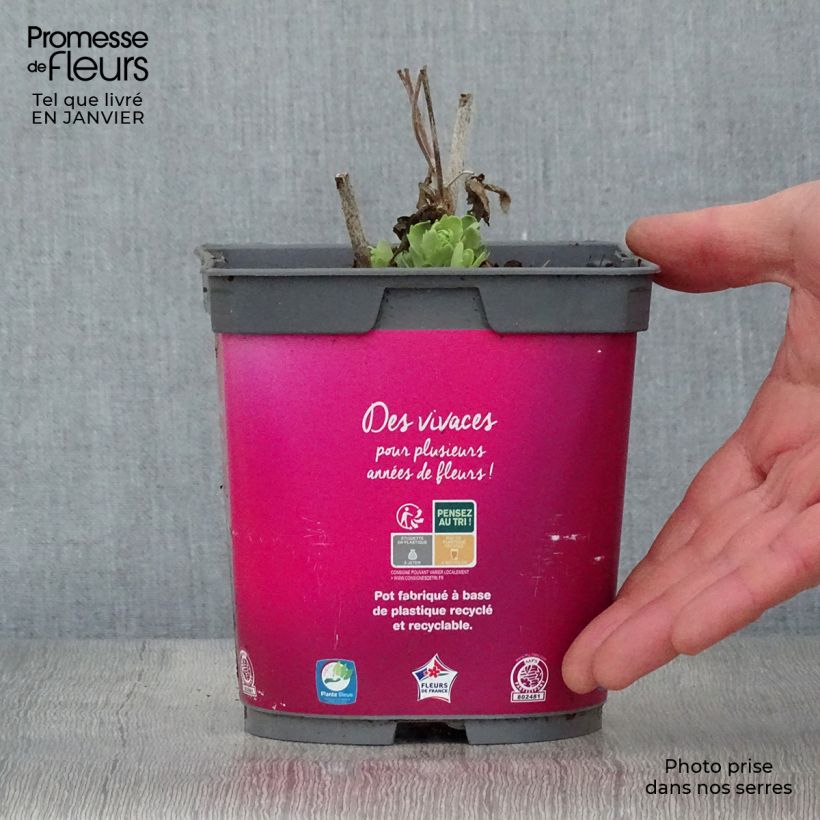 Amostra de Sedum Herbstfreude (Autumn Joy) Vaso de 2 L/3 L tal como entregue no inverno