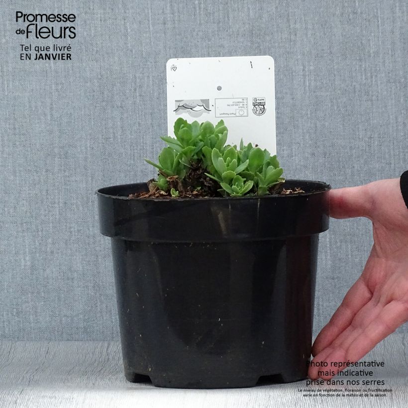Amostra de Sedum Herbstfreude (Autumn Joy) Vaso de 3 L/4 L tal como entregue no inverno