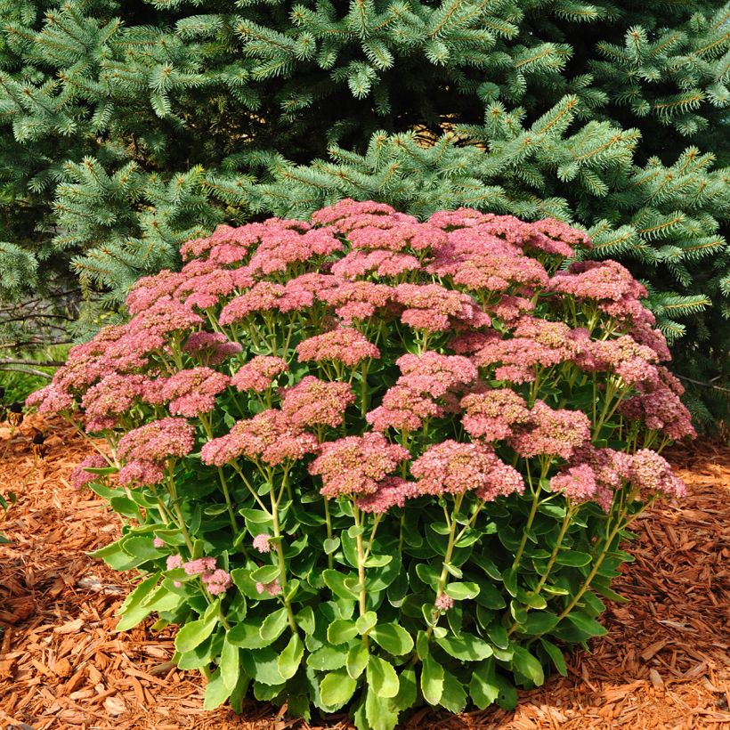 Sedum Herbstfreude (Autumn Joy) (Hábito)