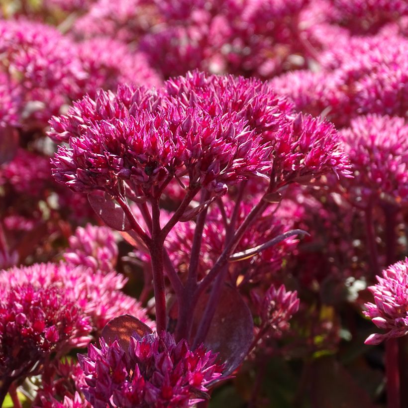 Sedum telephium Thunderhead (Floração)