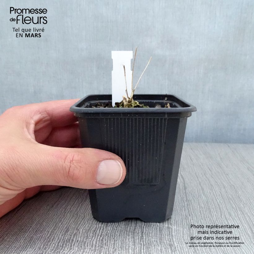 Amostra de Sedum telephium Thunderhead Vaso de 8/9 cm tal como entregue na primavera