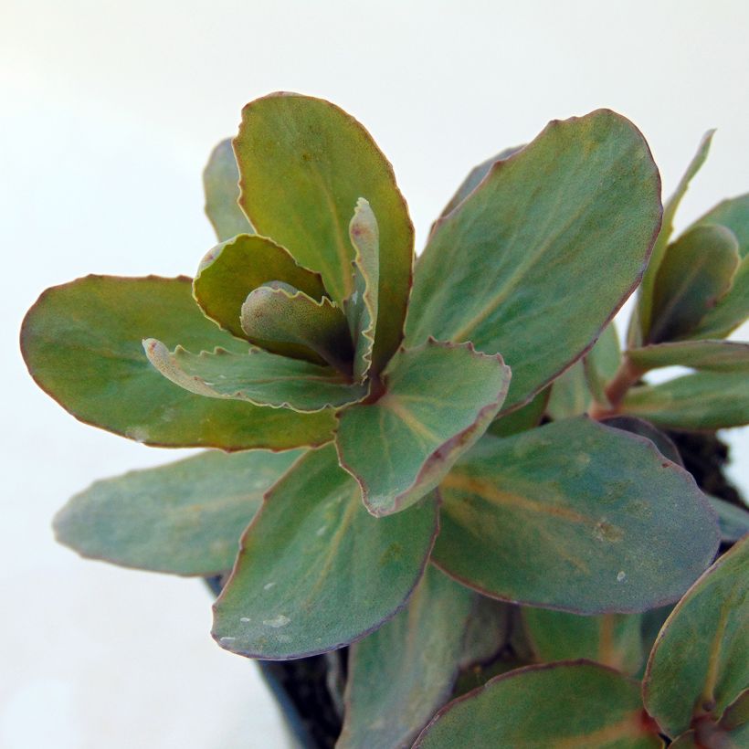 Sedum spectabile Jose Aubergine (Folhagem)