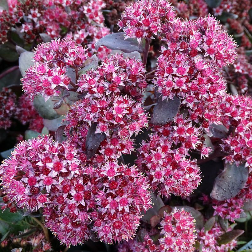 Sedum spectabile Jose Aubergine (Floração)
