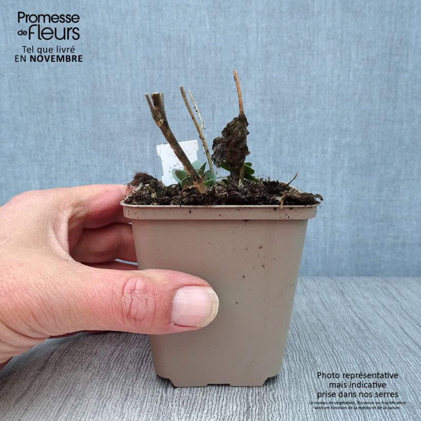 Amostra de Sedum spectabile Jose Aubergine Vaso de 8/9 cm tal como entregue no outono
