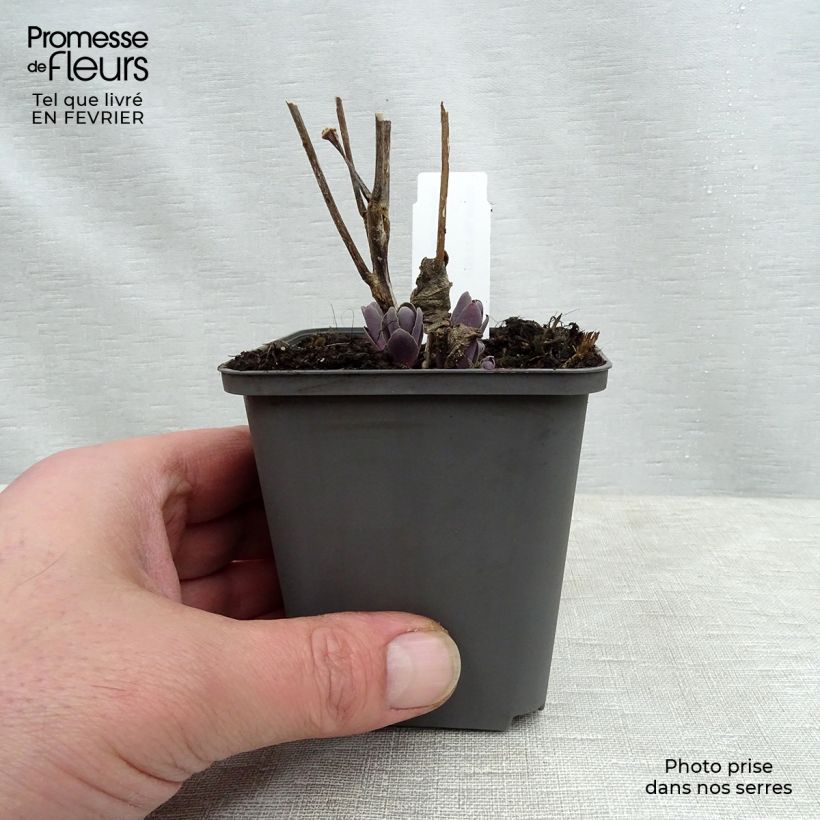 Amostra de Sedum Jose Aubergine - Orpin Vaso de 8/9 cm tal como entregue no inverno