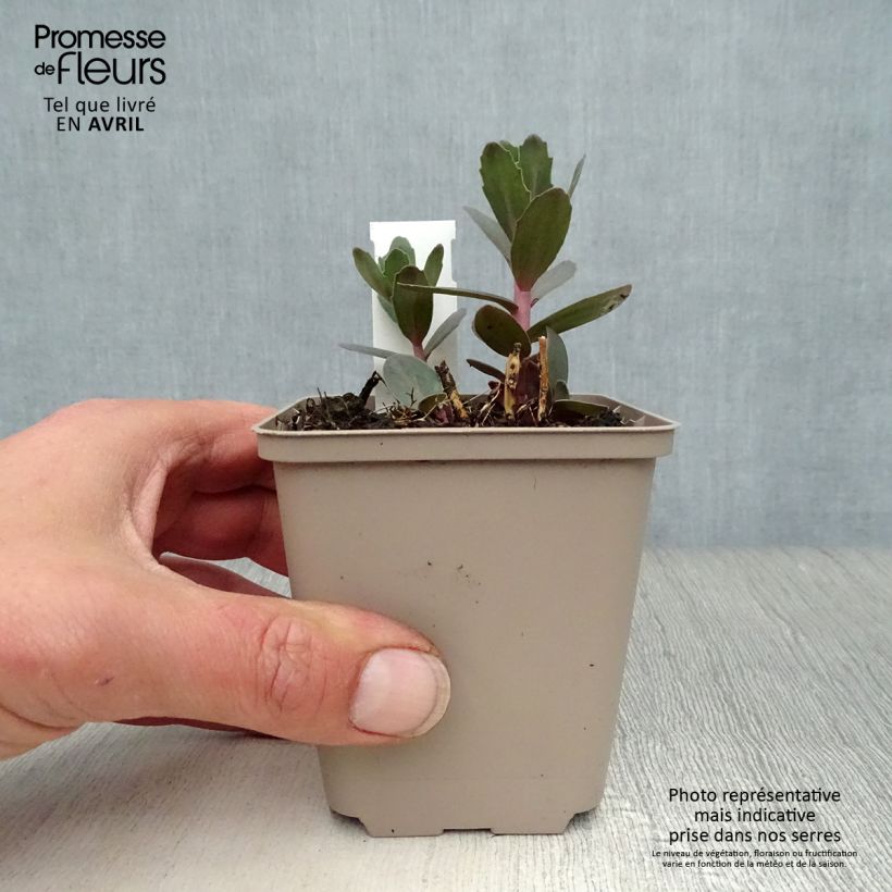 Amostra de Sedum spectabile Jose Aubergine Vaso de 8/9 cm tal como entregue na primavera