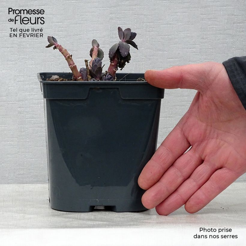 Amostra de Sedum Jose Aubergine - Orpin Vaso de 2 L/3 L tal como entregue no inverno