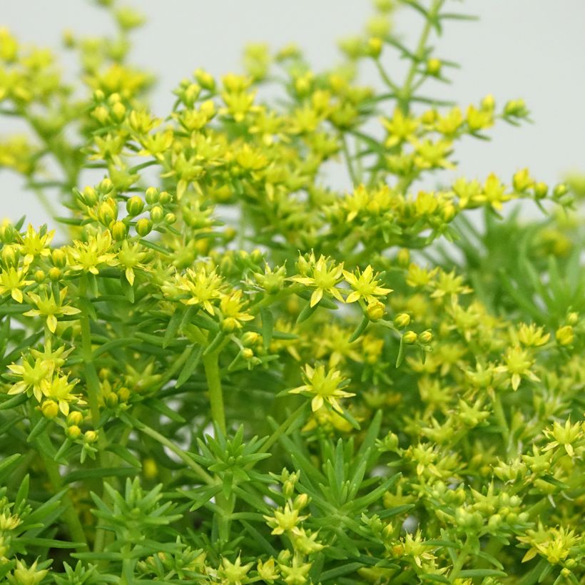 Sedum Lemon Ball (Floração)