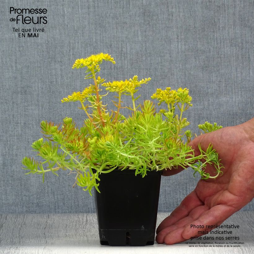 Amostra de Sedum Lemon Ball Vaso de 8/9 cm tal como entregue na primavera