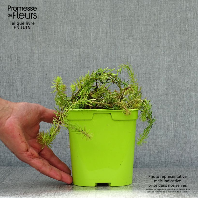 Amostra de Sedum Lemon Ball Vaso de 2 L/3 L tal como entregue no verão