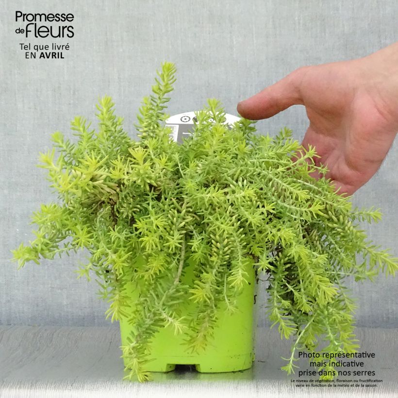 Amostra de Sedum Lemon Ball Vaso de 2 L/3 L tal como entregue na primavera