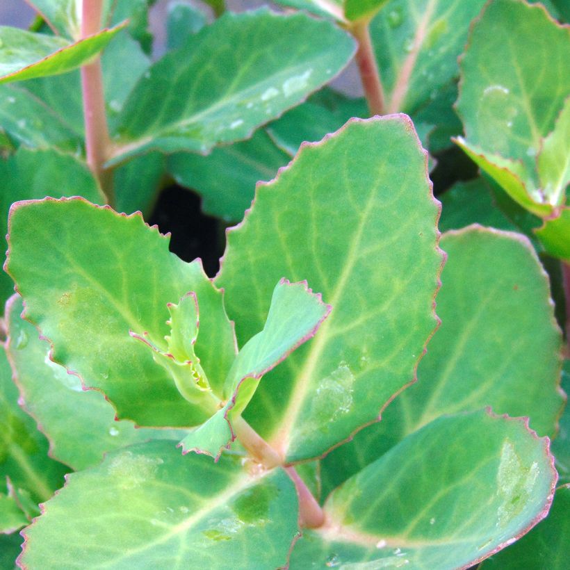 Sedum Matrona (Folhagem)