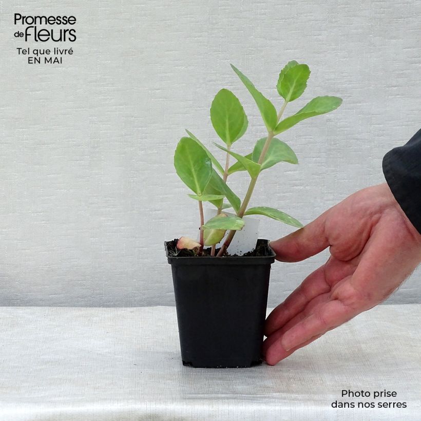 Amostra de Sedum Matrona Vaso de 8/9 cm tal como entregue na primavera