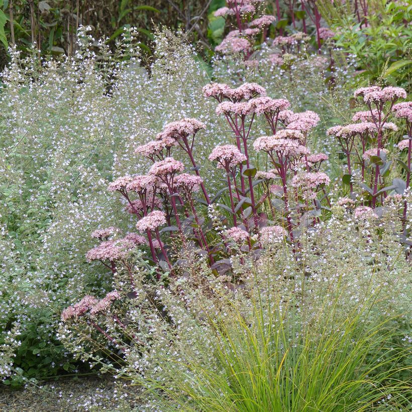 Sedum Matrona (Hábito)