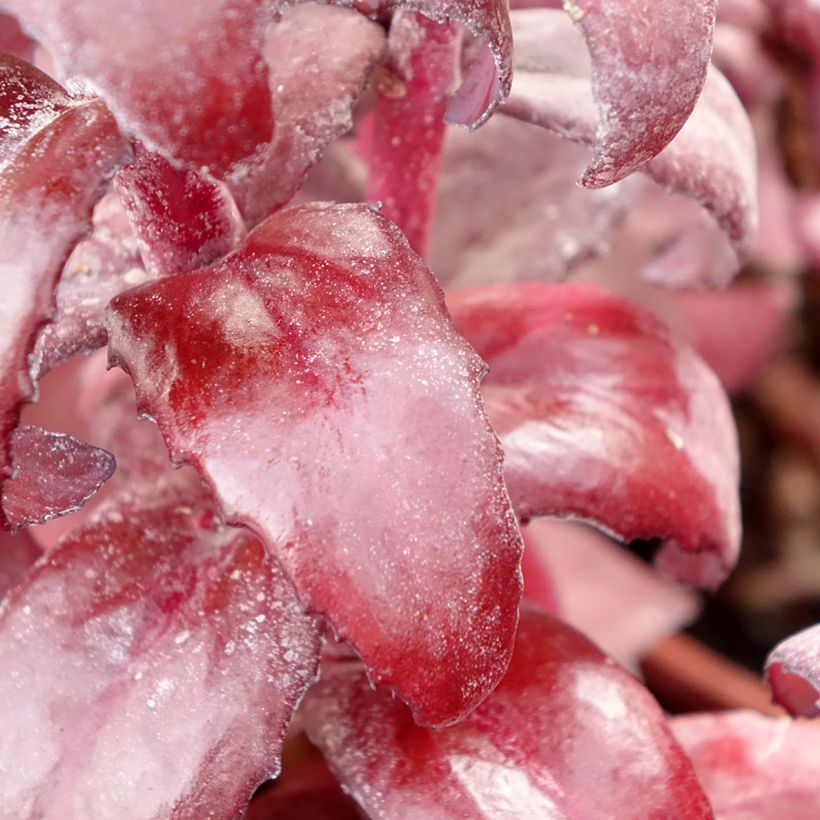 Sedum Mojave Jewels Diamond (Folhagem)