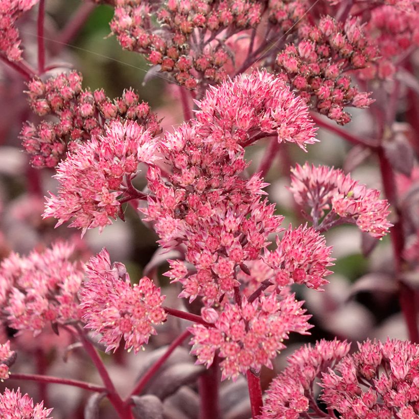 Sedum Mojave Jewels Diamond (Floração)