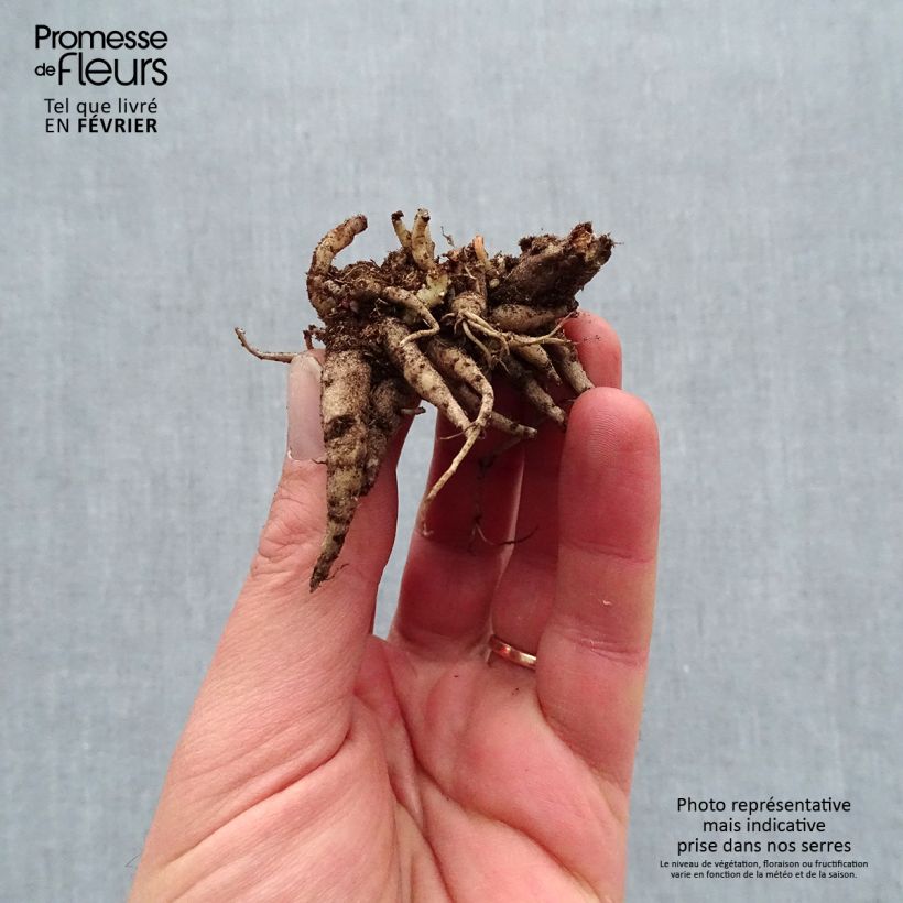 Amostra de Sedum Mojave Jewels Diamond Raízes nuas tal como entregue no inverno