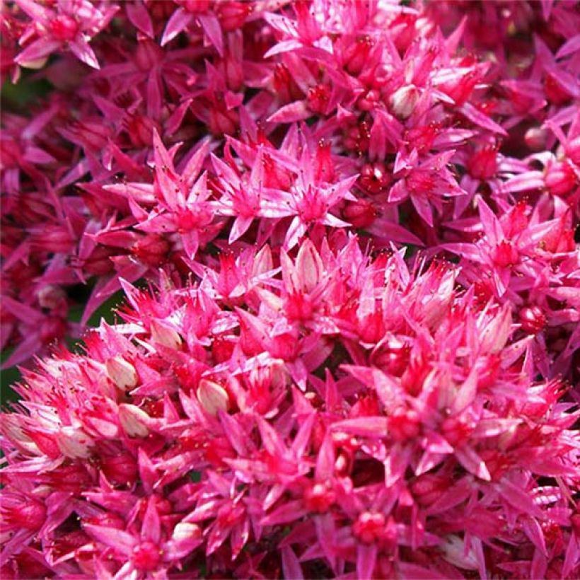 Sedum Mr Goodbud (Floração)