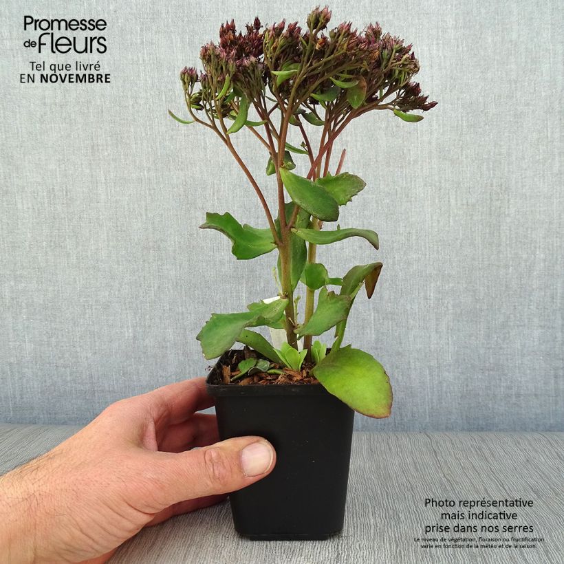 Amostra de Sedum Mr Goodbud Vaso de 8/9 cm tal como entregue no outono